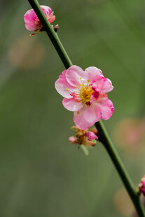 梅花