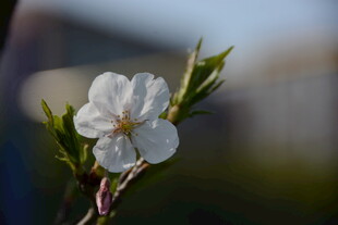 东京樱花