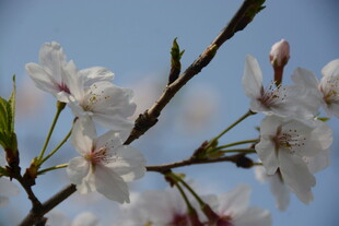 樱花