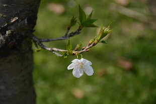 东京樱花