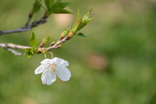 东京樱花