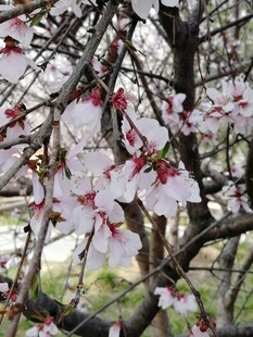 杏花