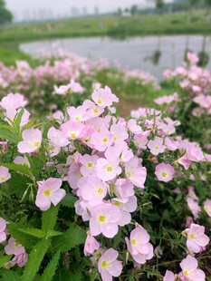 月见草花