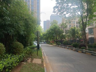城市林荫街道景观