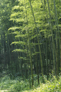 竹林 
