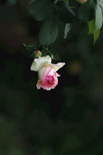  月季花花苞