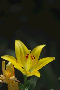 黄百合