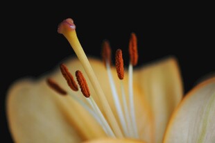 黄百合
