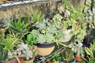 多肉植物