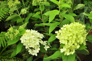 绣球花