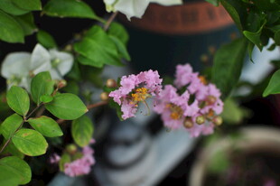 紫薇花