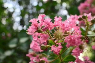 紫薇花