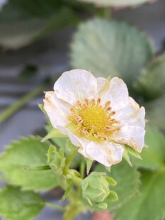 草莓花