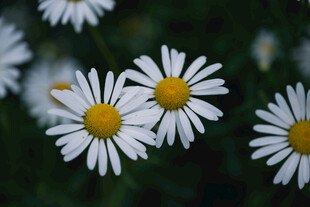 雏菊