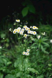 小白菊