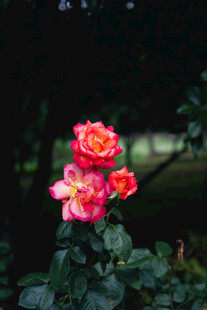 月季花