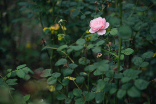 月季花
