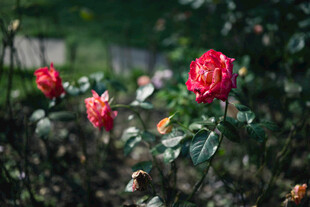 月季花