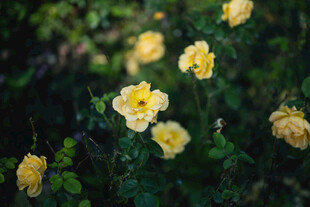月季花