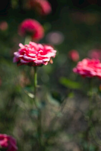 月季花
