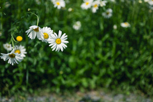 雏菊