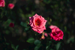 玫瑰花