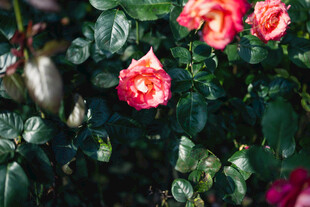 月季花