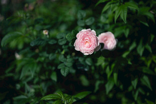 月季花