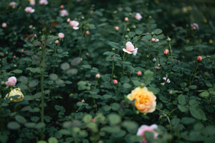 月季花