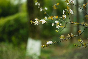 东京樱花