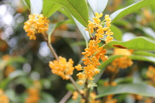 桂花