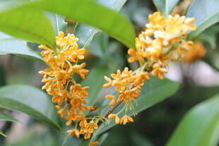 桂花