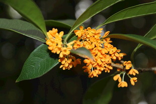 桂花