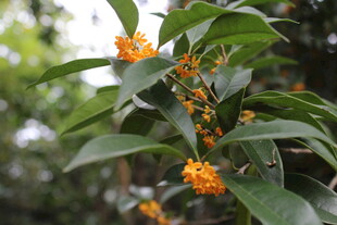 桂花