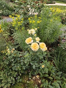 月季花
