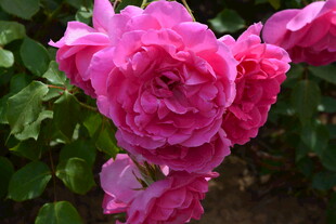 月季花
