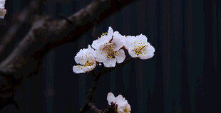 白梅花