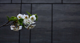 东京樱花