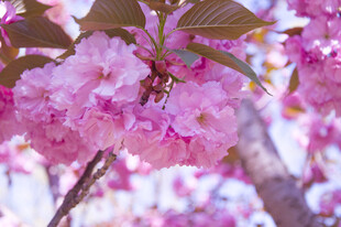 樱花