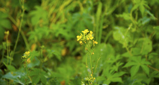 黄鹌菜