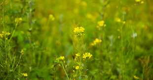 黄鹌菜