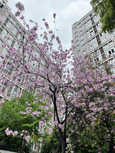 城市中盛开的烂漫樱花树