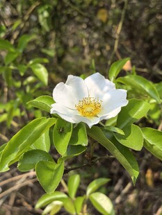 白色单朵花绽放绿叶间