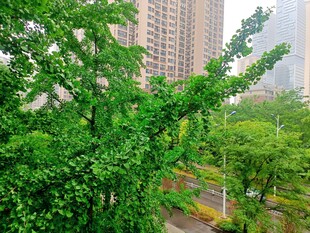 城市中葱郁的绿树景观