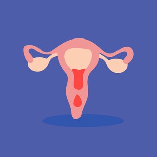 女性生殖系统示意图