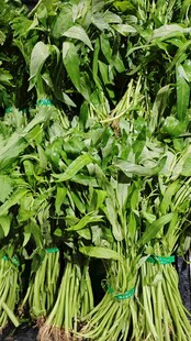 新鲜翠绿长豆角待售