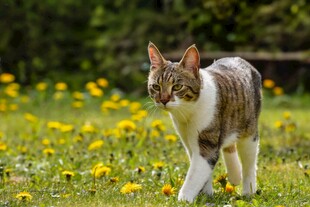 猫咪