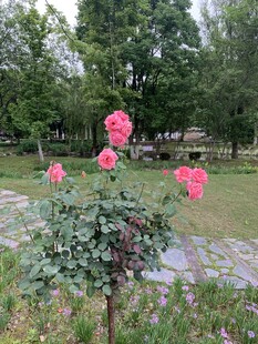 月季花