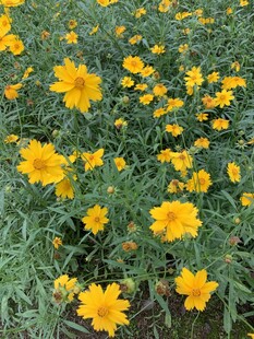 硫华菊