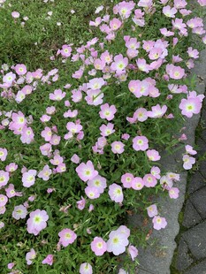 月见草